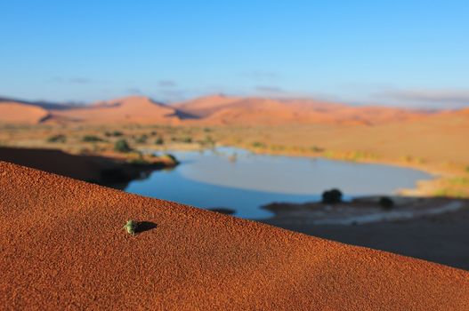 An insect on a dune with Sossusvlei in the Namib desert of Namibia filled with water in the background. 