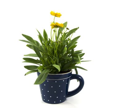 yellow daisy in blue coffee cup  isolated on white with green leaves 