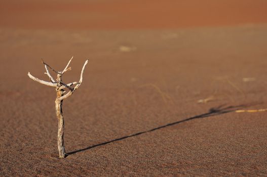 A small twig at Sossusvlei in the Namib Desert
