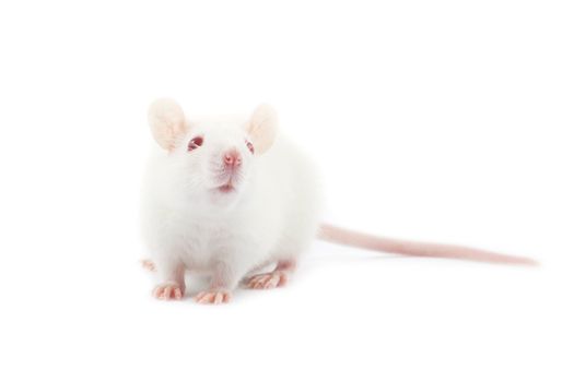 rat isolated on white background