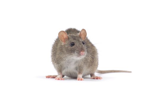 rat isolated on white background