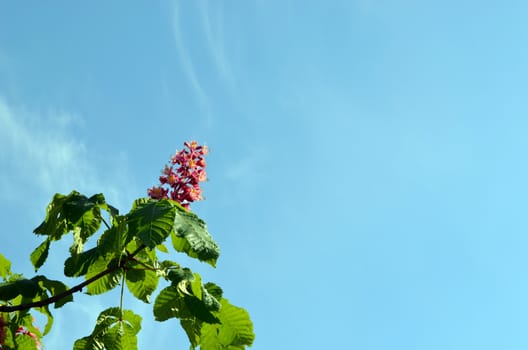 Red blooming beautiful conker trees on background of blue sky.