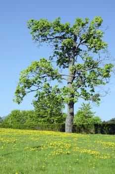 Meadow full of yellow sow thistle Sonchus arvensis flowers and old maple tree near hedge.