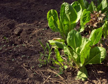 Fresh organic spinach plant in the garden 