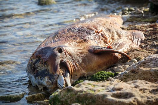 The victim Bottlenose dolphin lies on the coast