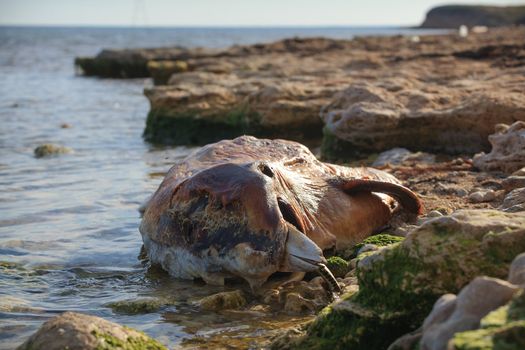 The victim Bottlenose dolphin lies on the coast