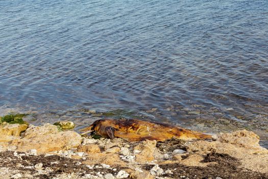 The victim Bottlenose dolphin lies on the coast