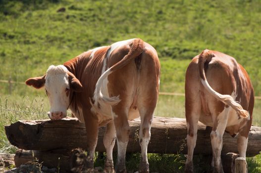 Two cows drinking water at the drinking trough in the alps