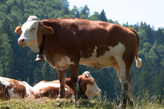 Cows grazing in the Bavarian Alps in summer with flies around them