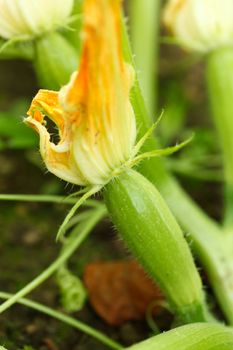 Zucchini with flowers in vegetable garden