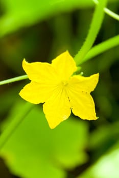 Green cucumbers with flowers