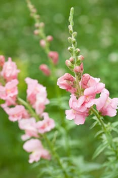 Snapdragon flowers