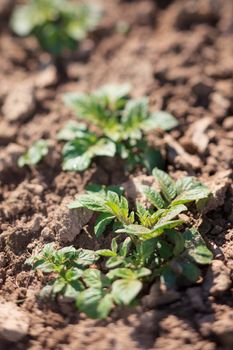 spring potato