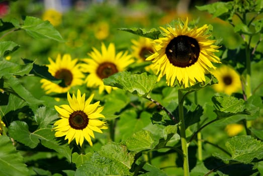 Sunflower in the farm, Thailand