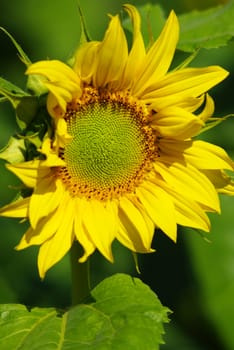 Sunflower in the farm, Thailand