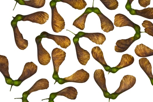 Maple tree fruit detail composition
