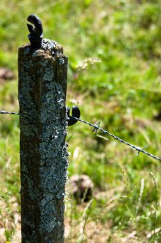 Closeup of barbed wire fence and post in farm field