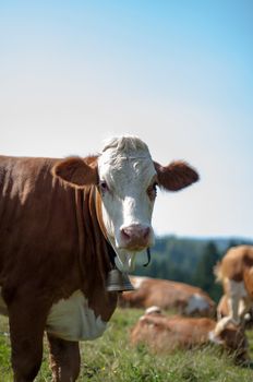 Cows grazing in the Bavarian Alps in summer with flies around them