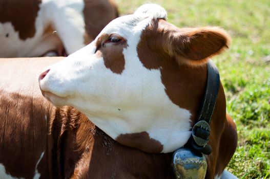 Cows grazing in the Bavarian Alps in summer with flies around them