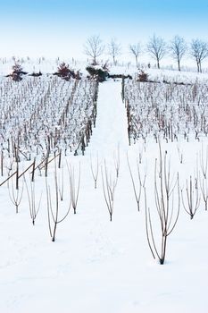 Unusual image of a wineyard in Tuscany (Italy) during winter time
