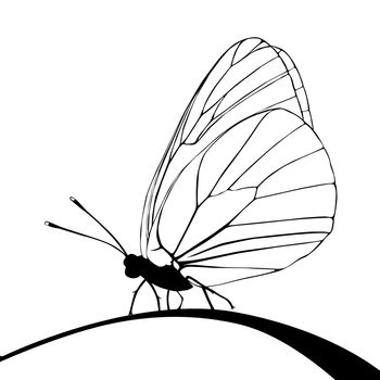 butterfly silhouette on white background