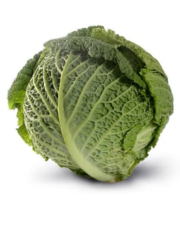 Fresh healthy looking savoy cabbage isolated on white background.