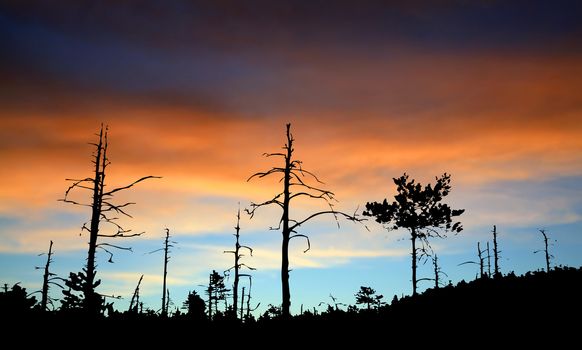 wood silhouette on celestial background