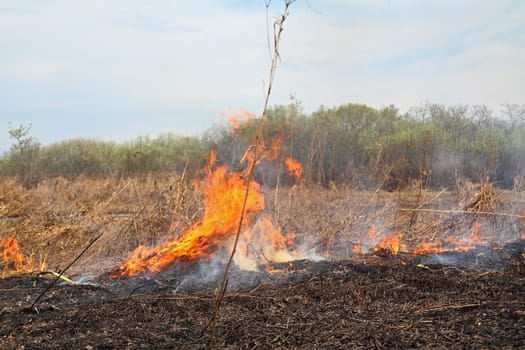 red fire in dry herb