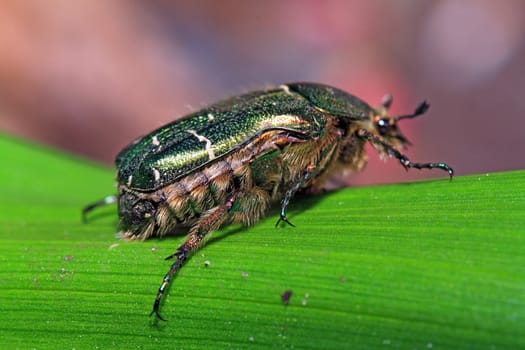 cockchafer on green sheet