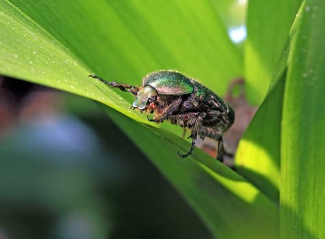 cockchafer on green sheet