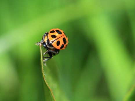 two ladybug on green sheet