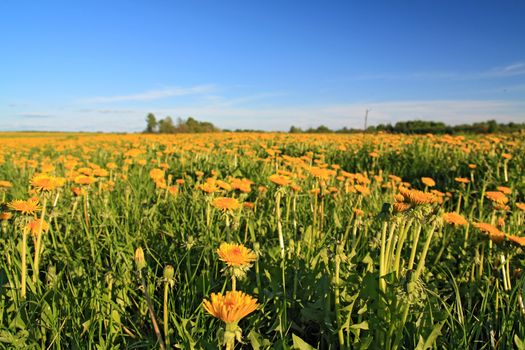 yellow dandelions on spring field