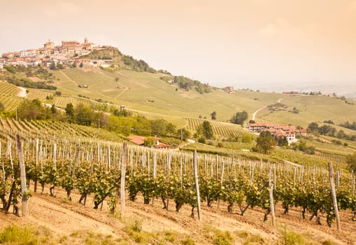 Tuscany. Vineyard in the middle of the most famous wine region of Italy.