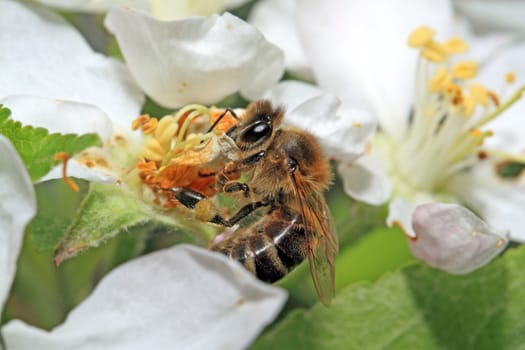 yellow wasp on aple tree flower