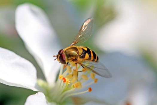 wasp on flowering aple tree