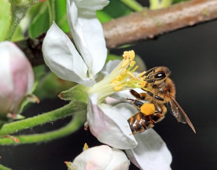 yellow wasp on aple tree flower