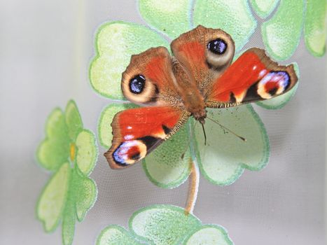 big butterfly on window blind