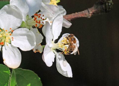 wasp on flowering aple tree