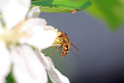 wasp on flowering aple tree