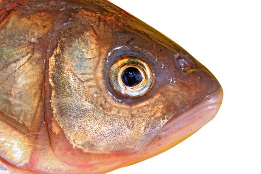 fish head on white background