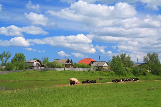 cows on river coast near villages