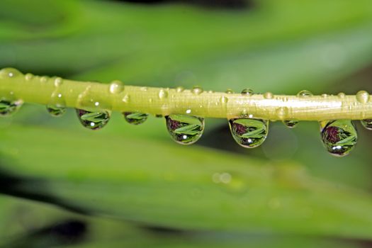 rain drop on green herb