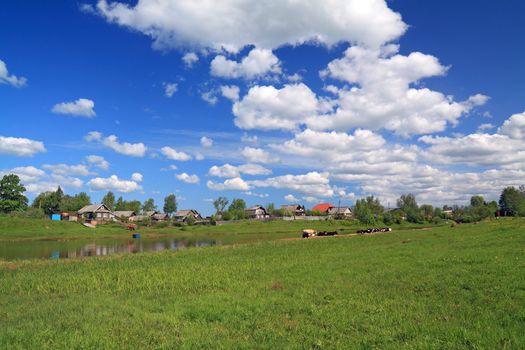 herd cortex on coast river near villages