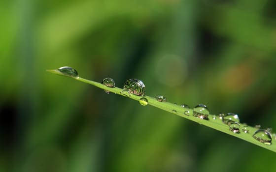 rain dripped on green herb