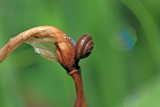 small snail on wet herb