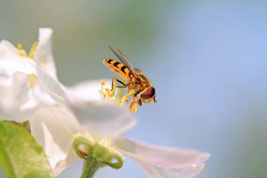 wasp on flowering aple tree