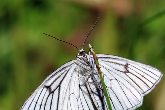 blanching butterfly on green background