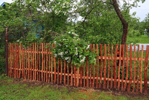 flowering viburnum near wood fence