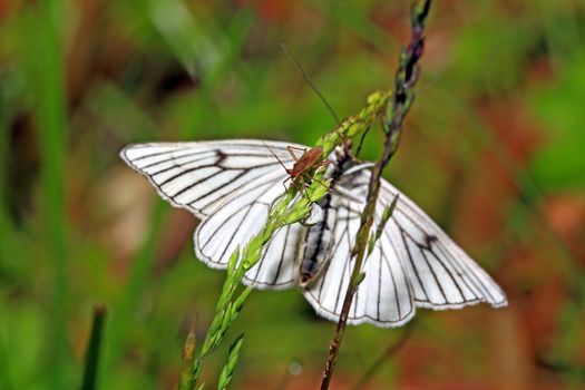 blanching butterfly on green background