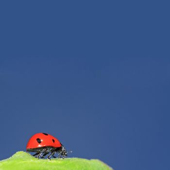 ladybug on green herb under blue sky